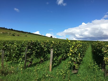 Vignobles dans le mâconnais